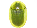 Cassida prasina